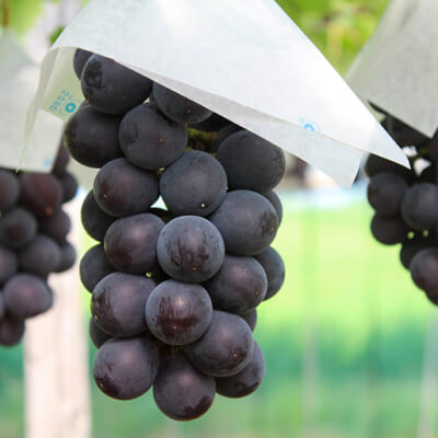 大粒で食べごたえ抜群の「藤稔(ふじみのり)」