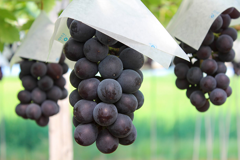 大粒で食べごたえ抜群の「藤稔（ふじみのり）」
