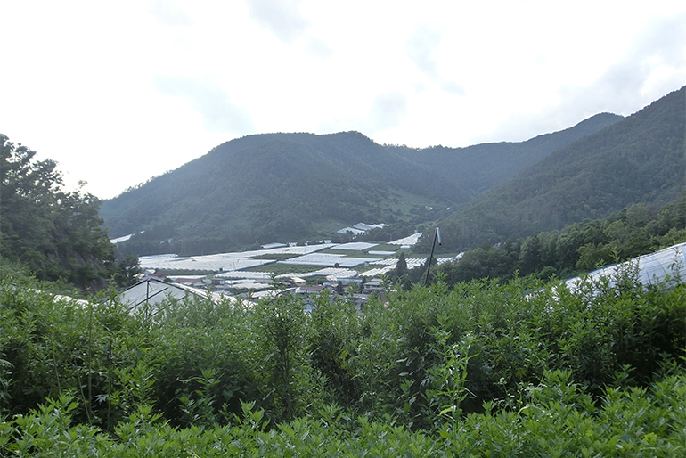 山間部ならではの傾斜地栽培
