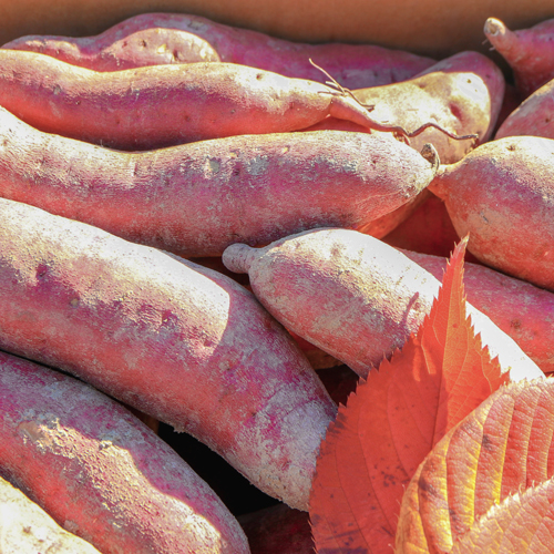 you2大前さん、さつまいも 規格外訳あり 送料込み おまけ付き 楽天市場】”徳島県産 鳴門金時” 訳あり 約10kg 大きさおまかせ