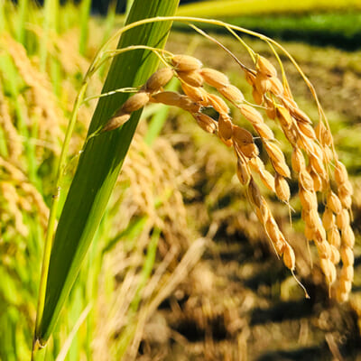 稲が育ちやすい環境を整える、土壌づくり