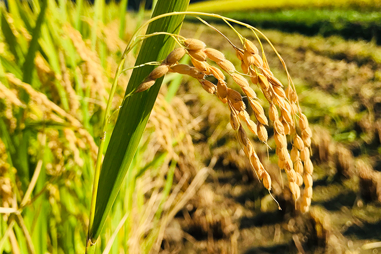 稲が育ちやすい環境を整える、土壌づくり