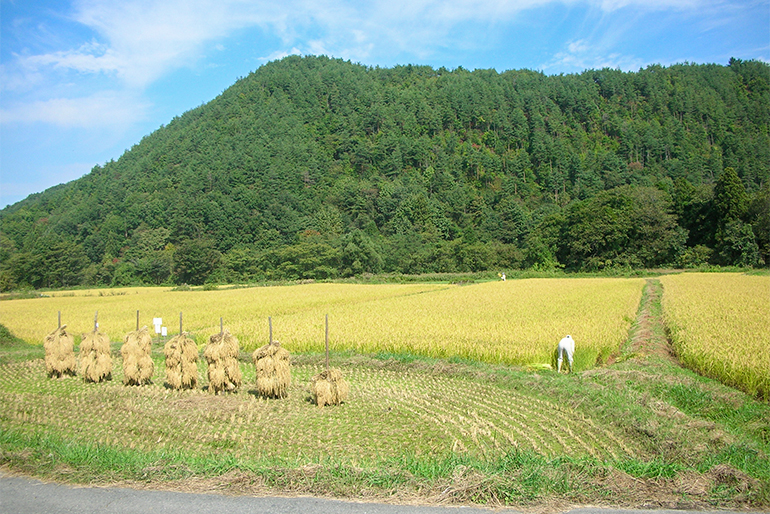 置賜盆地特有の気候が美味しいお米を育む