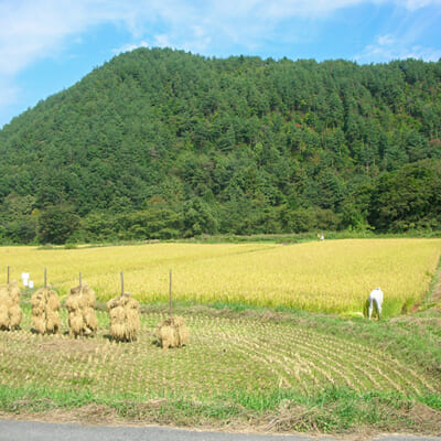 置賜盆地特有の気候が美味しいお米を育む