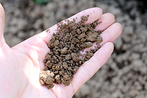 1. 保水力に優れた粘土質な土壌