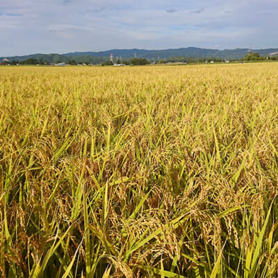 美味しさの秘密は、盆地ならではの寒暖差