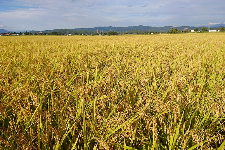 美味しさの秘密は、盆地ならではの寒暖差