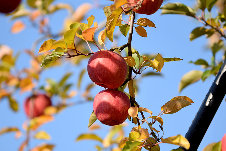 栄養満点の土壌によって、やさしい甘さのりんごに育つ