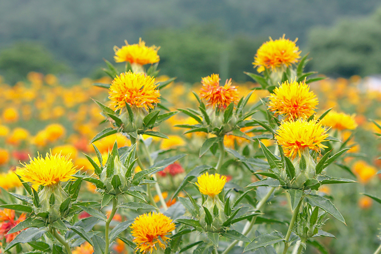 山形県の特産品「紅花」