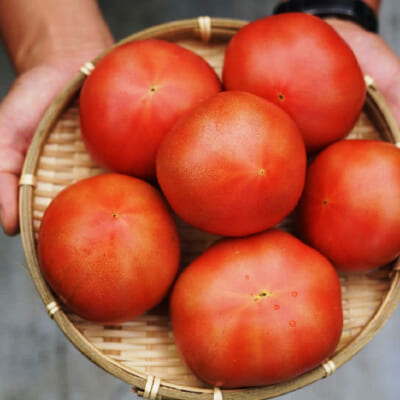 一口食べれば違いが分かる、絶品トマト「しずく」