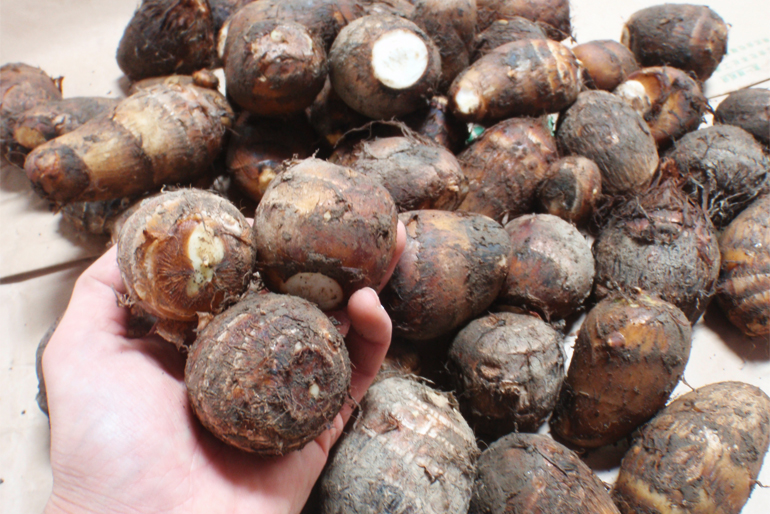 真室川町の豊かな自然に育まれた、味わい濃厚な里芋
