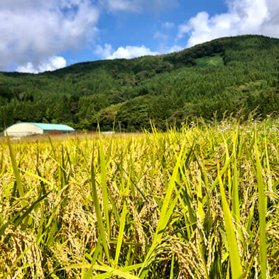 自然豊かな大沢の土地が美味しい米を育む