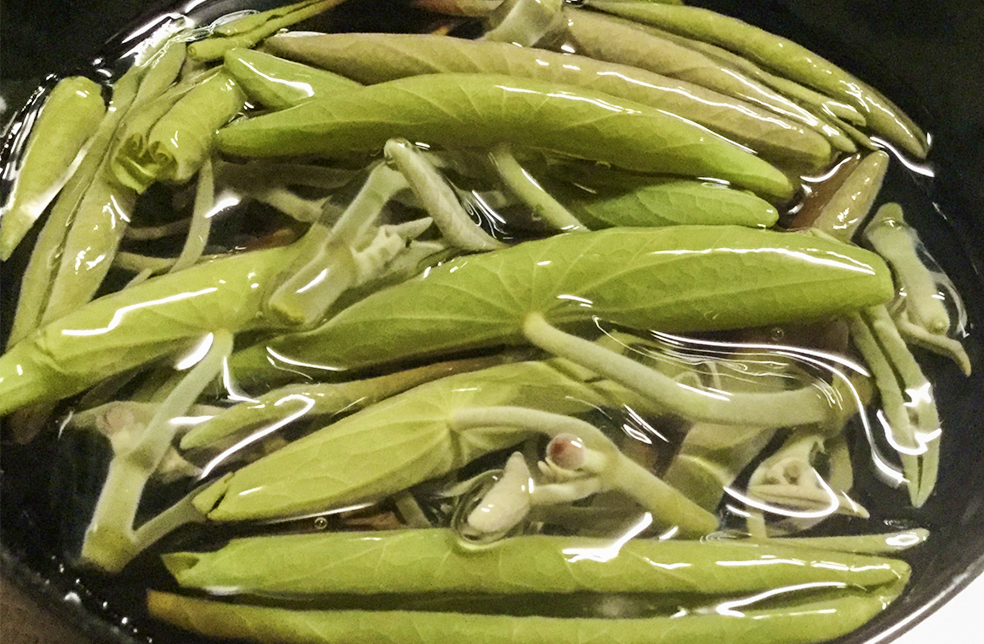 山形直送計画 山形県 庄内産 天然じゅんさい Cocosato