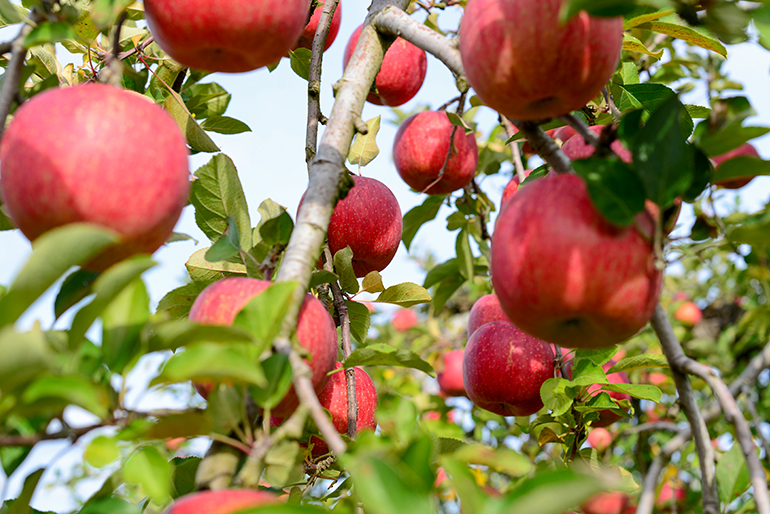 美味しいりんごの産地として知られる「朝日町」