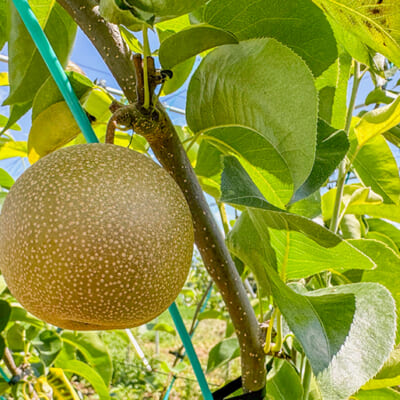 除草剤を使用せずに栽培しています！