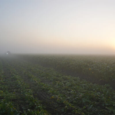 朝霧が畑を包み込むことで、美味しいだだちゃ豆に育ちます
