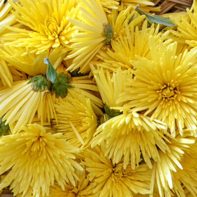 菊の花びらの部分を食べます