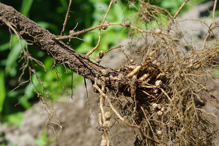 根に付着する「根粒菌（こんりゅうきん）」が栄養分を生成