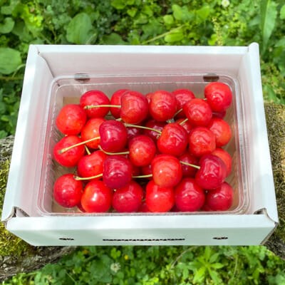 【贈答用】山形県産さくらんぼ 佐藤錦 特秀 500g