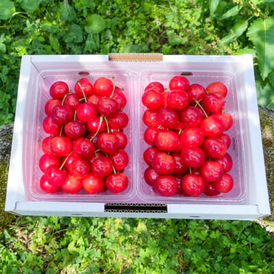 【贈答用】山形県産さくらんぼ 佐藤錦 特秀 700g