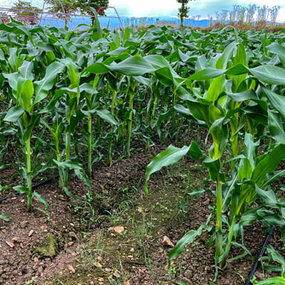 大事なのは、野菜の声に耳を傾けること