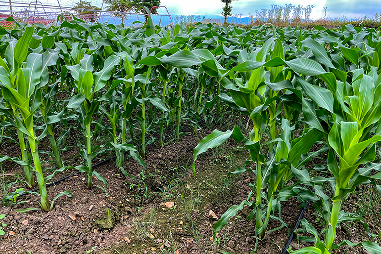 地道な研究が支える野菜作り
