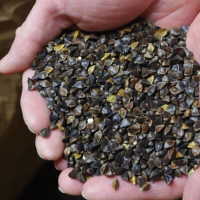 山形生まれの大粒品種「でわかおり」