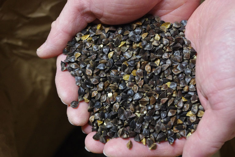 山形生まれの大粒品種「でわかおり」