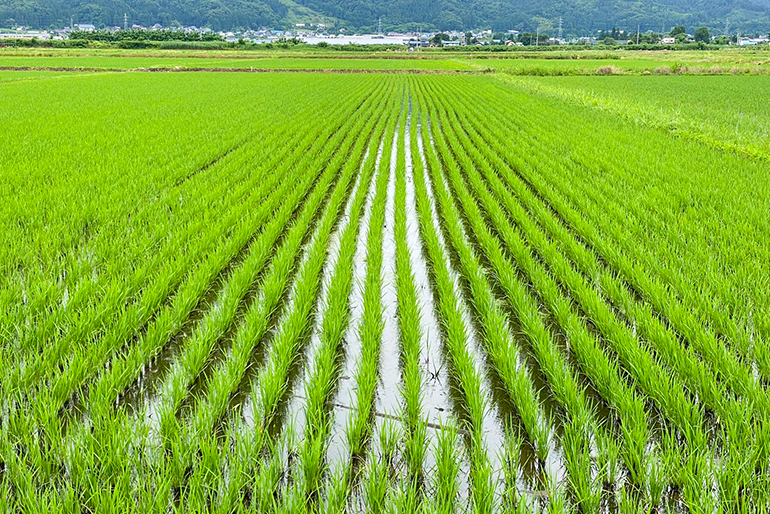 生きものと共存する「持続可能な農業」
