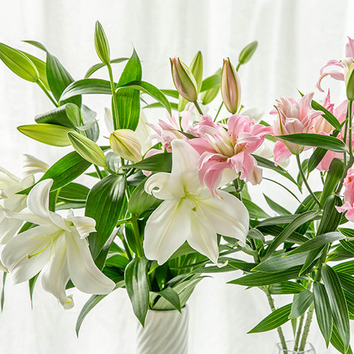 山形直送計画】山形県産オリエンタルユリ – ゆりしごと千歳園