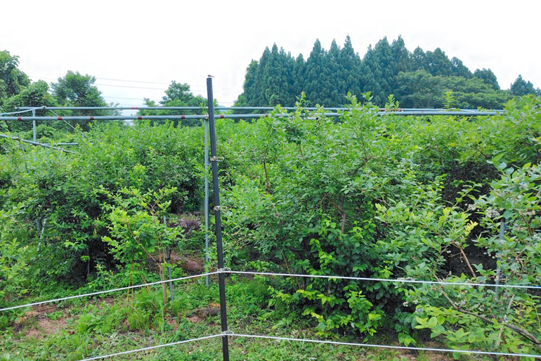 果樹栽培に適した、豊かな自然環境