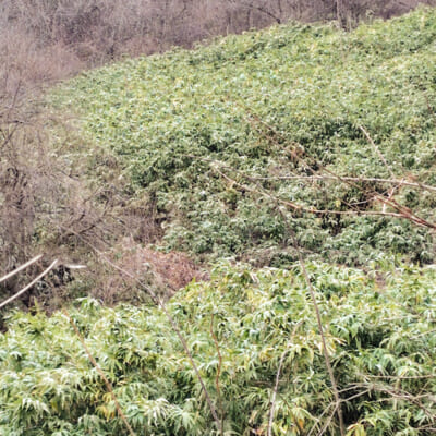 良質な月山筍を育む、蔵王山麓の自然環境