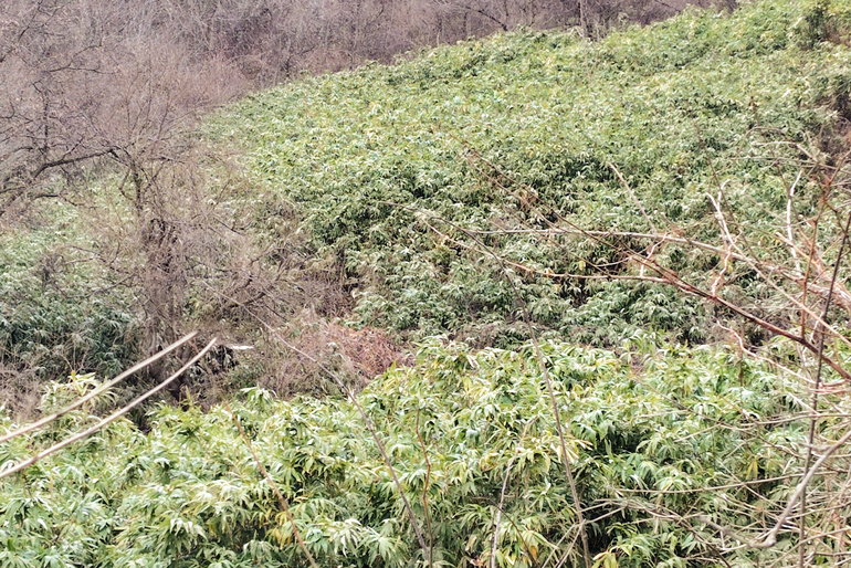 良質な月山筍を育む自然環境
