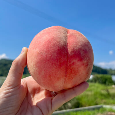 皮の近くに詰まった旨み