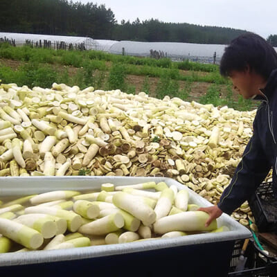 畑に山積みにされた大根から生まれたクッキー