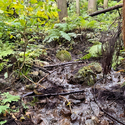 清らかな「桂清水」で育てます
