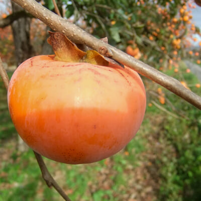 紅柿の強い渋みが、干すことで濃厚な甘みに！