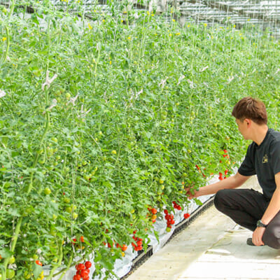 細やかな水分管理で甘み・酸味・旨味を凝縮