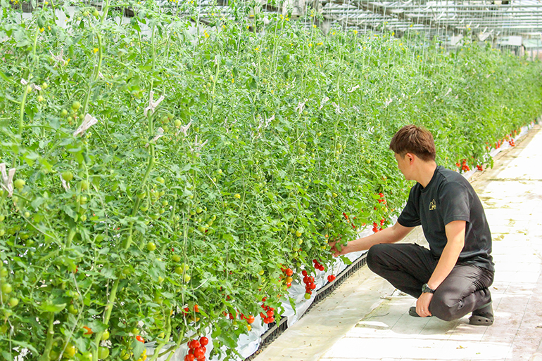 細やかな水分管理で甘み・酸味・旨味を凝縮
