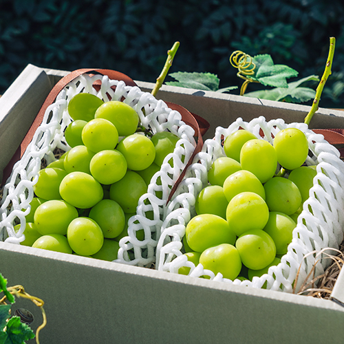 【9/18発送】4kg箱 山形県産 朝採れ シャインマスカット 袋入り 出荷中】山形県産 特秀品 ぶどう シャインマスカット 800g(桐箱