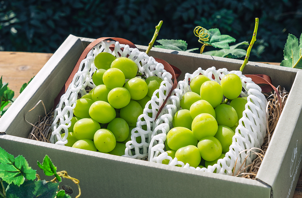 シャインマスカットページ 山形直送計画】山形県産シャインマスカット – oboco grapes