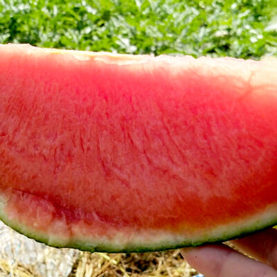 盆地特有の寒暖差の中で育った「尾花沢スイカ」