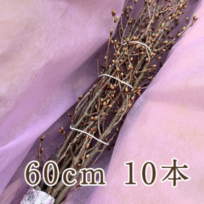 山形県産 啓翁桜 60cm 10本
