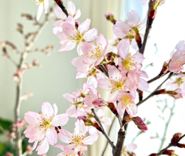 予約注文：山形県産 啓翁桜