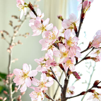 予約注文：山形県産 啓翁桜