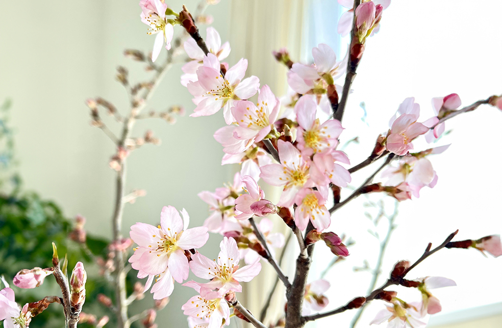 山形直送計画】山形県産 啓翁桜 – サクラヒラリ