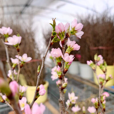 促成栽培により、冬から楽しめる「啓翁桜」