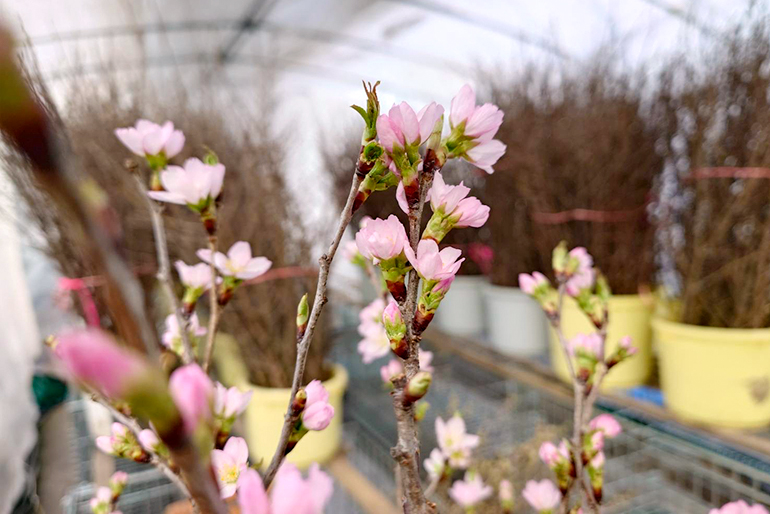 促成栽培により、冬から楽しめる「啓翁桜」