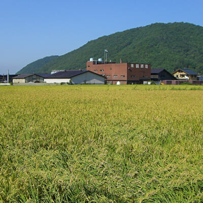 地元農家と協力して酒米作りにも取り組んでいます