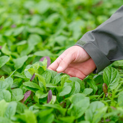 植物の力を引き出す、妥協なき管理
